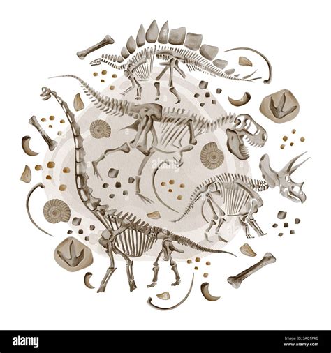 Set of dinosaur skeletons. Stegosaurus, theranosaurus and triceratops. Bones and fossils on a ...