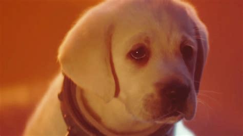 为纪念国际爱狗日，古墓丽影官方公布了一段“猫狗大战”短片 | 机核 GCORES