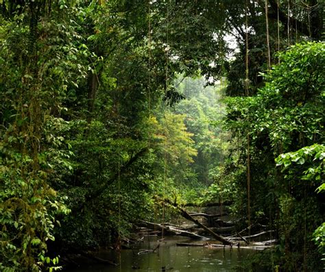 Nature Forest 的图像结果