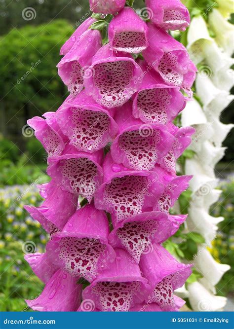 Foxglove (digitalis Purpurea) Royalty-Free Stock Photography ...