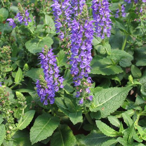 Salvia nemorosa 'May Night' - Multiplants