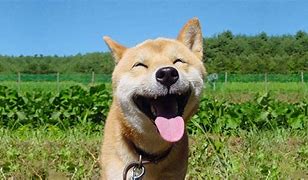 Image result for Happiest Animal On Earth Dog