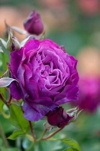 Image result for Flower Digram Using Turtle Python