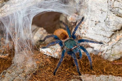 Green Bottle Blue Tarantula Animal Facts - Chromatopelma ...