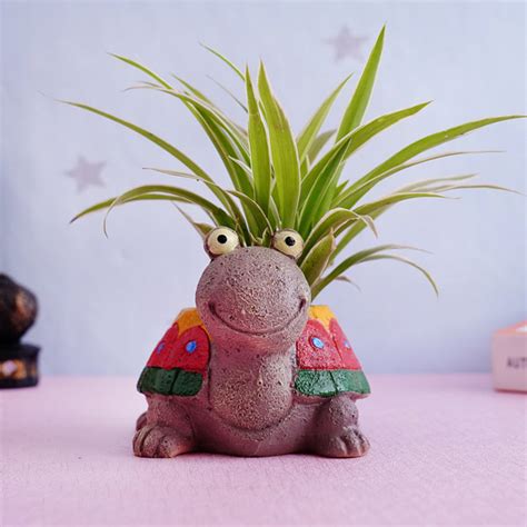 Send Spider Plant with Baby Turtle Pot Online - GAL21-100513 | Giftalove
