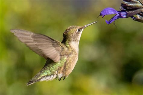 Image result for Interactive Hummingbird Map
