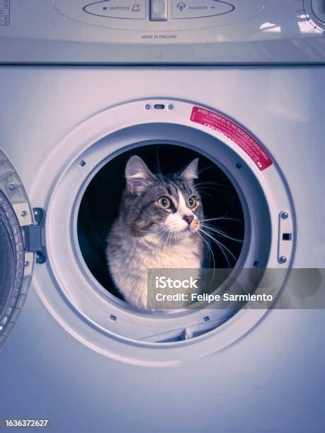 Image result for Cat in Washing Machine Prank