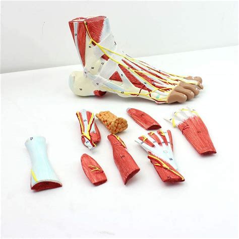 Buy Human Foot Joint Muscle Anatomical Model Foot Ligament Surgery ...