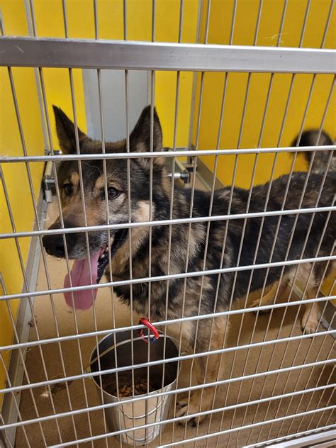 PAWS - Anderson SC - Hours, Directions, Reviews - Loc8NearMe