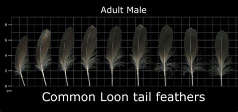 The Feather Atlas - Feather Identification and Scans - U.S. Fish and ...