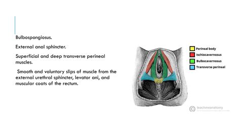 anatomy of pelvis, perineum and pelvic diaphragm.pptx
