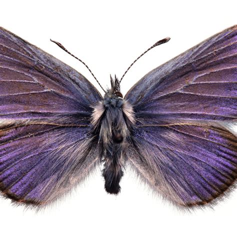 Bismarck Tribune Obits