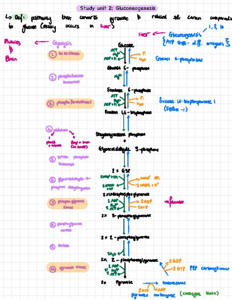 Glycolysis vs Gluconeogenesis Summary - Study unit 2: Gluconeogenesis ...