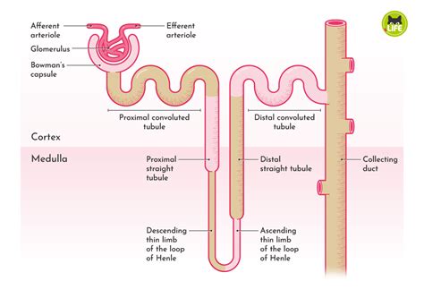 Nephron Diagram 7.03 Nephron Anatomy And Function