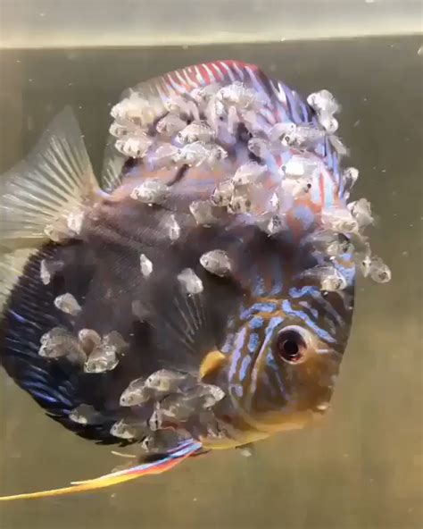 Image result for Discus Fish Facts