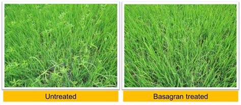 Basagran® Herbicide | BASF Crop Protection India