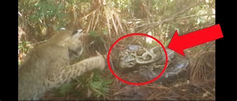 Image result for Python Swallows Bobcat