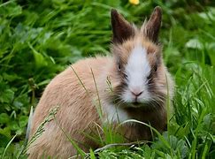Image result for Dwarf Bunnies Being Cute