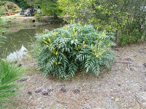 soft caress mahonia - Mobile wallpapers