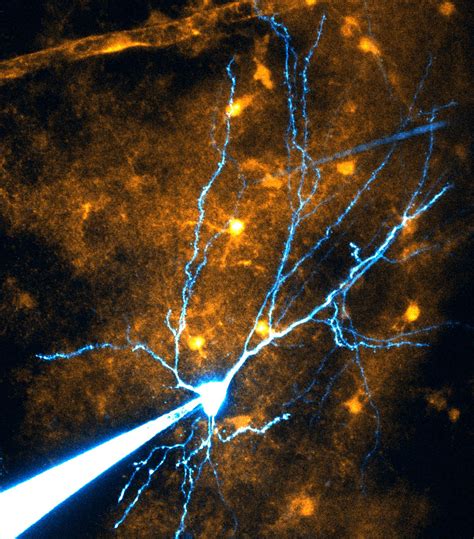 Glial Brain Cells Help Memory Along – Previously Unknown Mechanism for Spatial Learning Discovered