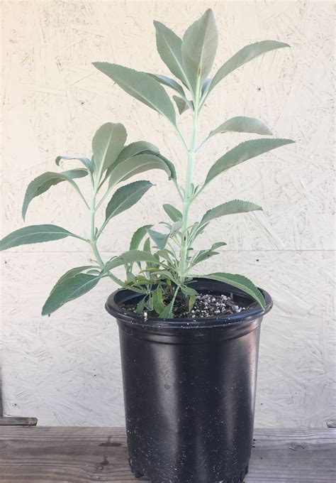 Salvia apiana, White sage – Plant Material