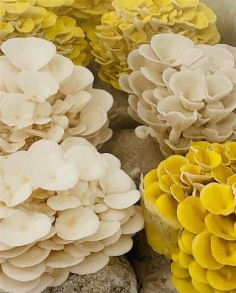 La Quinta Farmers Market: Certified Farmers Market La Quinta