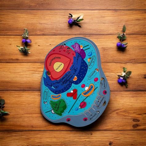 Animal Cell Model - Kiddiwinks