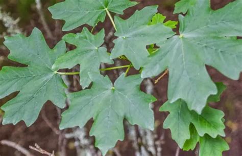 Image result for Maple Tree Identification Guide