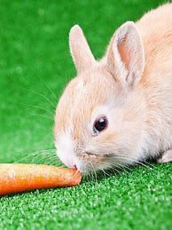 Image result for Easter Bunny Carrot