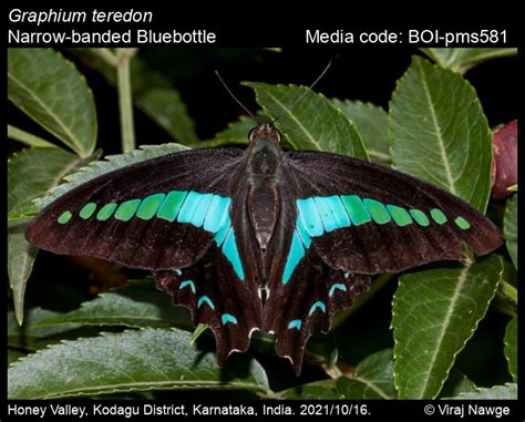 Graphium teredon | Butterfly
