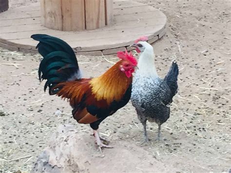 Why Do Roosters Crow? Top Reasons for Crowing & Behavior