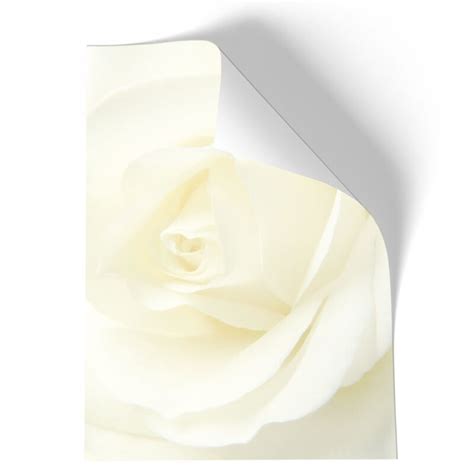 Briefpapier WEISSE ROSE - DIN A4 - 100 Blatt online kaufen | Paper-Me