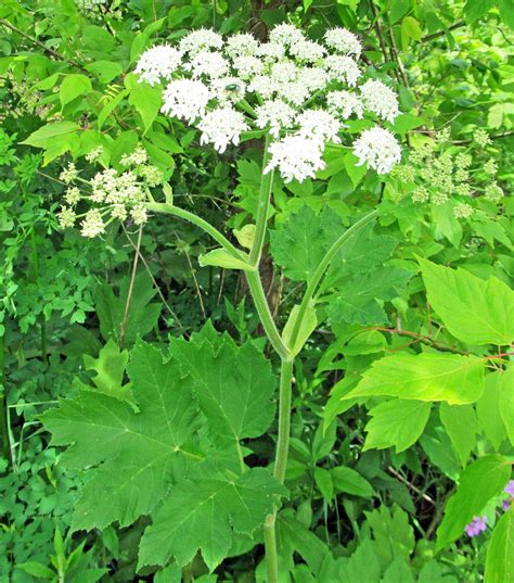 COW PARSNIP: Heracleum Maximum in Beaver County, PA