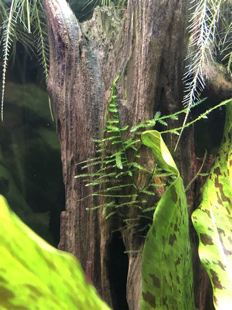 Image result for Growing Java Moss