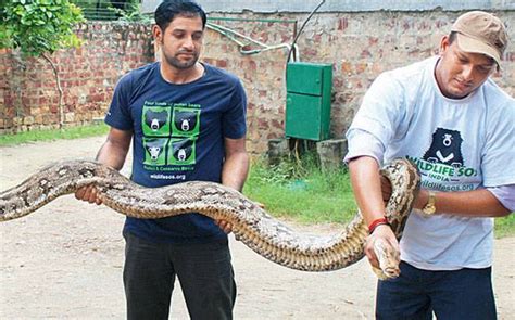 Thirteen-foot-long python found on busy Agra-Mathura Road highway ...