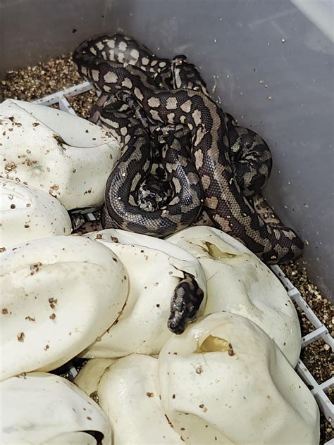 Image result for Baby Carpet Python Hatching