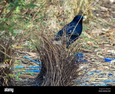 Bower bird nest hi-res stock photography and images - Alamy