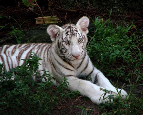 Download wallpaper 1280x1024 tiger cub, albino, big cat, tabby, grass ...