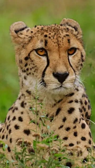 India and Extinction Of Amazing Asiatic Cheetahs