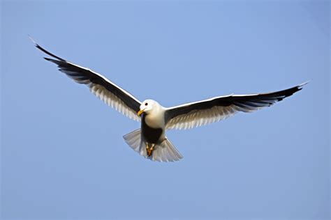 File:Bird in flight wings spread.jpg