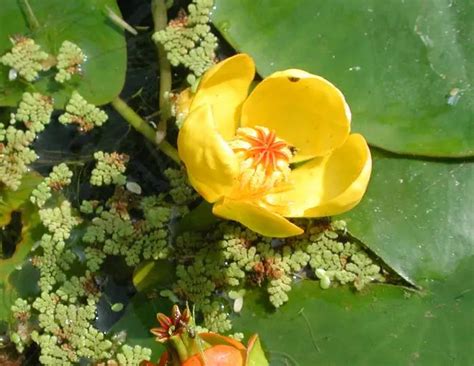 黄金莲花是水生观赏植物吗？黄金莲有哪些功效和作用-绿宝园林网