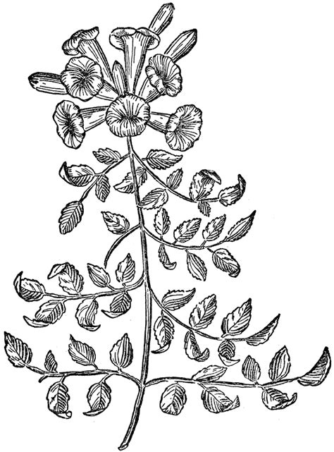 Image result for Programming Language Origin Tree Ruby