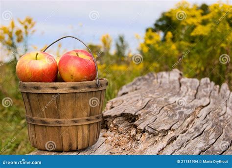 Apples in bushel basket stock photo. Image of basket - 21181904