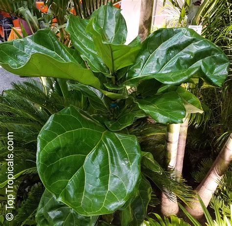Ficus lyrata (Fiddle-Leaf Ficus) | Top Tropicals Plant Encyclopedia