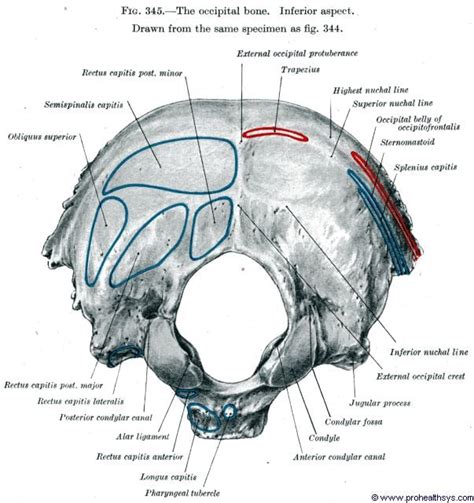 Posterior view - Hithera