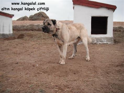 Damızlık dişi kangallar, Satılık dişi kangal köpeği