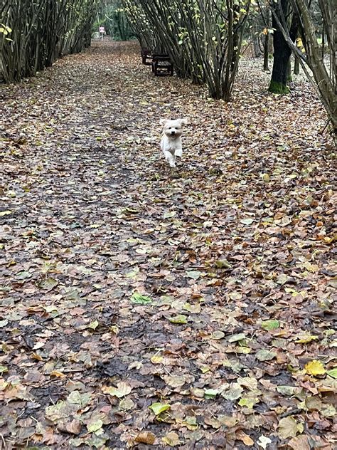 TLC Funeral 的图像结果