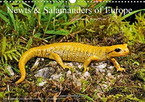 Buy Newts & Salamanders / UK-Version 2015: Newts and Salamanders do ...