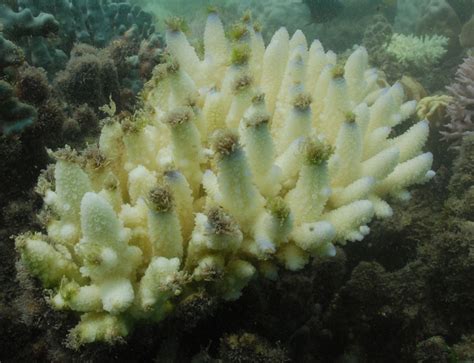 In pictures: A close-up look at the Great Barrier Reef’s bleaching