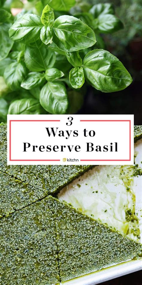 3 Tips for Preserving Fresh Basil All Year Long | Preserve fresh herbs ...